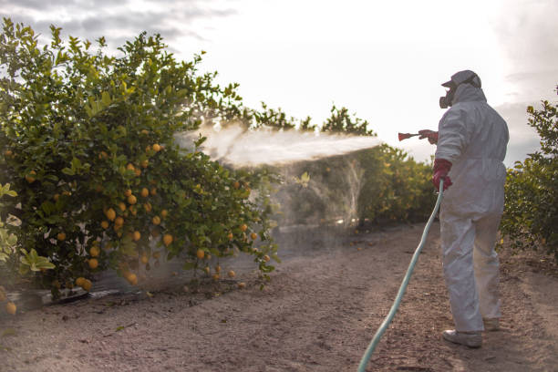 Best Wasp Removal Services  in Five Points, FL